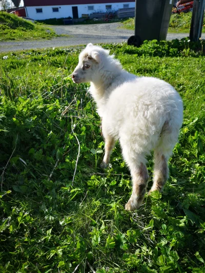 Popularny_mis - Niektórzy mają psy czy koty a ja mam owce.
#atencyjnalama #owca #roln...