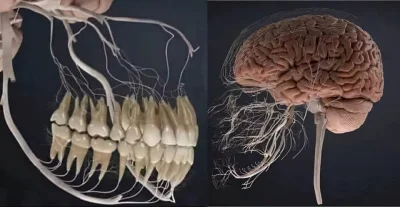 JoeShmoe - Wygląd nerwów części twarzowej o człowieka. #ciekawostki #anatomia #nauka ...