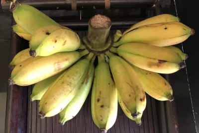 asdfghjkl - Banany przyjechały ( ͡° ͜ʖ ͡°) #bananowyoskarek