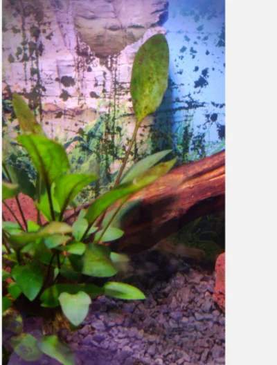 BezkresnaNicosc - #akwarium #ryby #rosliny

Nowe akwarium, po kilku dniach roślinka...