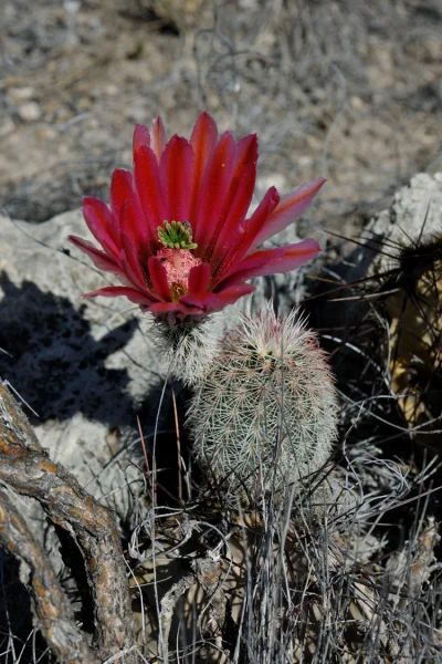 Lukardio - https://www.echinocereus.de/echinocereus-dasyacanthus-usa-texas-pecos-co-5...