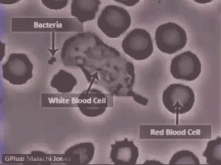 portomaszborewicz - Biała komórka krwi zapdala za bakterią [niekoloryzowane]

#ciek...