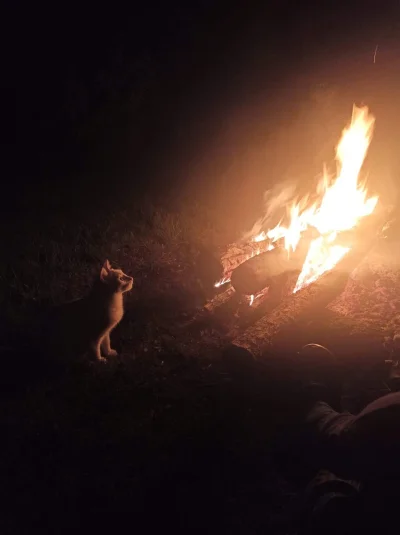 j4ace - #koty #smiesznekotki #bushcraft

Pikuś poznaje potęgę ognia (｡◕‿‿◕｡)