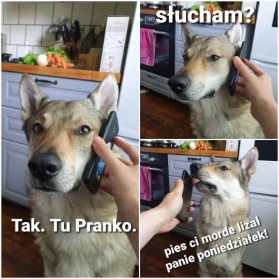 pranko_csv - #prankothewolfdog #humorobrazkowy