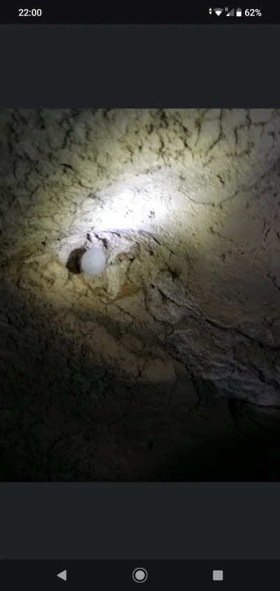 kamienpolny - #pajaki #owady 

Kokon meta menardi (sieciarz jaskiniowy) (｡◕‿‿◕｡)