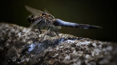 Przemek-195cm - Heja. Zapodaje swoją twórczość do popaczania. Jak ktoś lubi to fajno....