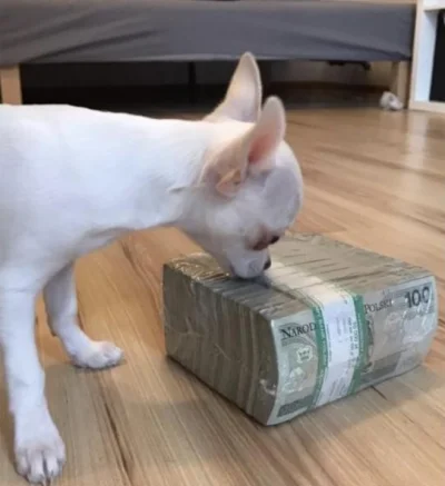 kryptodetektyw - @kryptodetektyw: jego pies bawi się kasą, wypłacili ponad 1 milion z...