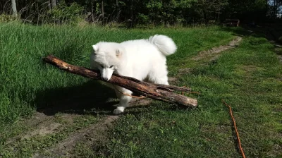 M_longer - Loki i jego (póki co) największa zdobycz :)

#niedzwiedzpolujacynagalezi...