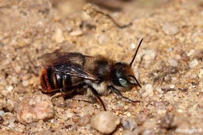 M.....e - @Megachilidae: samiec murarki muszlówki (Osmia aurulenta)