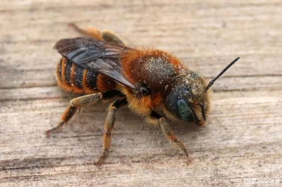 M.....e - @Megachilidae: samica murarki muszlówki (Osmia aurulenta)