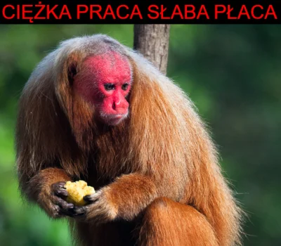 I.....I - #ukraina #memy #humorobrazkowy #heheszki #malpaukrainiec
Ciezka praca nie ...