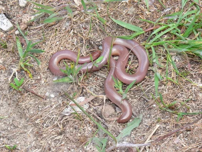 KubaGrom - W Europie żyje gatunek ślepego węża, który większość życia spędza pod ziem...
