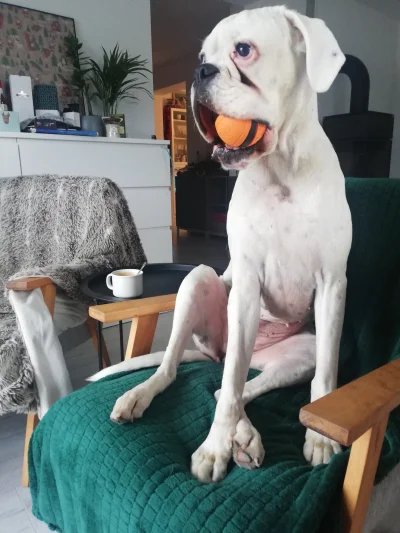 szczepeq - @foxgames Ossie the white boxer (｡◕‿‿◕｡)