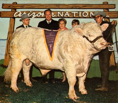 myrmekochoria - Zwycięski byk rasy Charolaise, Arizona 1968. 

#starszezwoje - tag ...