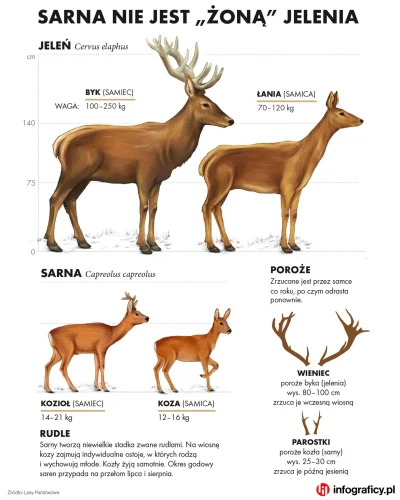 t.....k - @SameZABAWNEkomentarze: to nie jest jeleń, tylko samiec sarny, kozioł