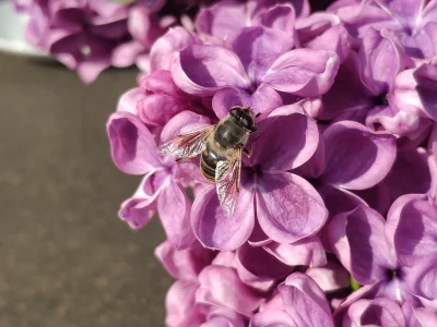 gobi12 - Kto mi zapyłkowanego koleżkę zidentyfikuje?

#pszczoly #owady #dzicyzapylacz...