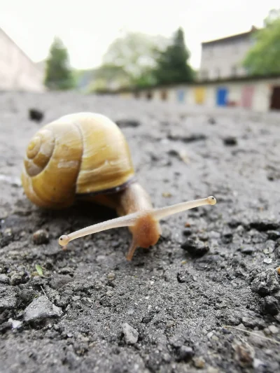 ebson - wiem że nikogo nie obchodzi ale wczoraj takiego koleżkę spotkałem i przemieśc...