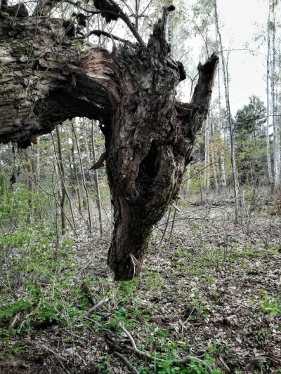 m.....e - Jednym z moich osiągnięć życiowych, jest znalezienie w lesie tego drzewa, m...