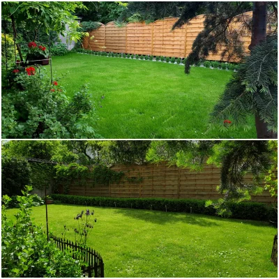 dziczku - #ogrod #ogrodnictwo

Dokładnie ten sam dzień. Trzy lata różnicy. Bukszpan...
