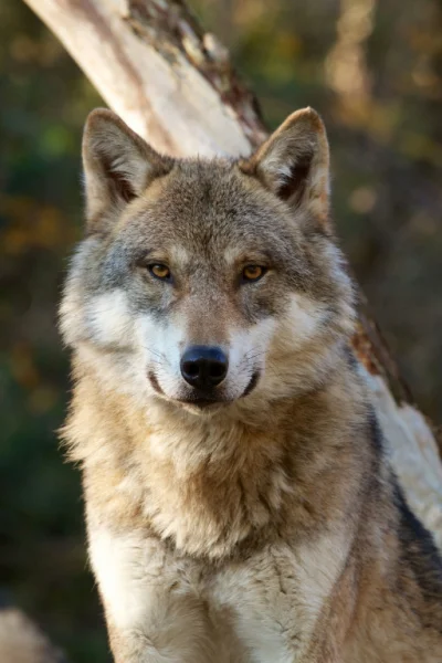 MalyBiolog - Ochrona wilka - skuteczna, czyli jaka? Naukowcy mają głos >>> ZNALEZISKO...