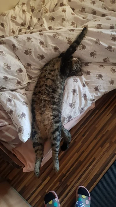 BotRekrutacyjny - Chyba muszę kupić większe łóżko dla Fiflaka


#glodnajulka #koty...