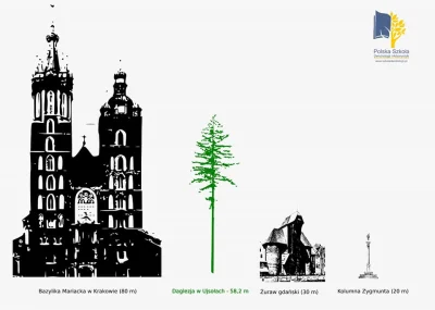 Lifelike - Najwyższa znana daglezja zielona w Polsce, będąca jednocześnie najwyższym ...
