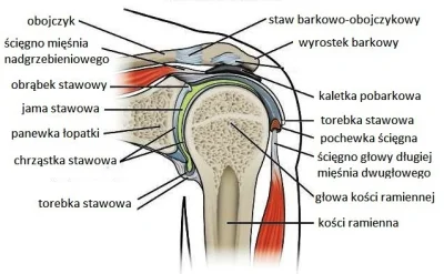 wpoldokomina - @Kebabpobrowarze: wyrostek barkowy lopatki kończy się około 3cm dalej ...