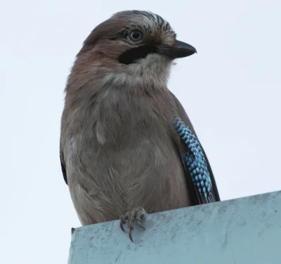 MrWronek - Ktoś wie co to za ptak drze mi się za oknem? :) #ornitologia #ptaki #zwier...