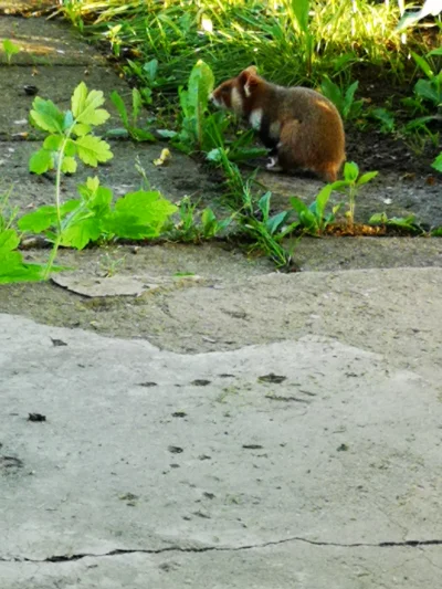 07zglosSie - Mirki, co to za śmieszny piesek? Mieszka mi na działce. Ma krótki ogon i...