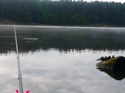 Krzewka - Dzień dobry! Kaczuszki na kamieniu, trzeźwi powstawali, a alkusy śpio dalej...