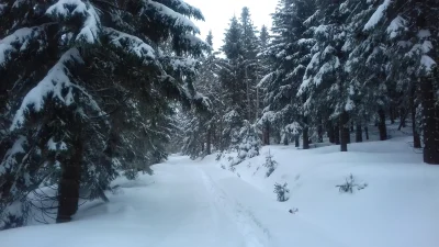 WR9100 - Okolice Czarnego Rowu (skrzyżowanie niebieskiego szlaku z żółtym):