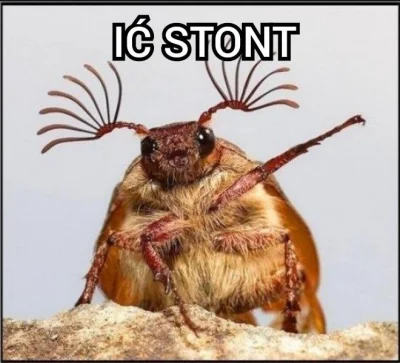 zarrock12 - @wertyh: to chrząszcz z rodziny Ić Stontów