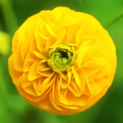 Chodtok - Kwiatuszek dla cb

#dailykwiatuszek #dailykwiatuszek2