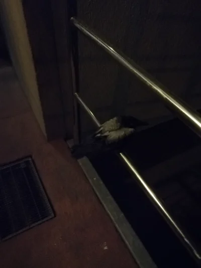 Zdrajca_Narodowy - Mirki znalazłem na poręczy w wejściu do klatki ptaszora, która ma ...