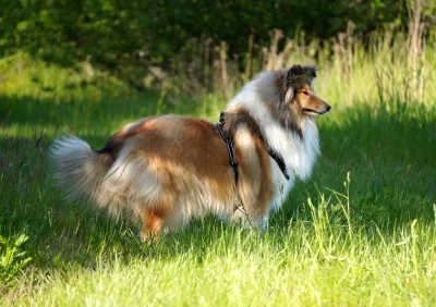 kmurdza - Klara patroluje swoje rewiry...

#pokazpsa #psy #pies #collie #owczarekszko...