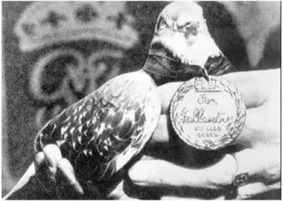 RKN_ - A tu medal dla angielskiego gołębia pocztowego z czasów II WŚ