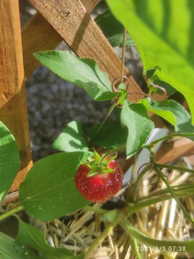 pablo397 - Jest i pierwszy owoc z ogrodu w tym roku

#ogrodnictwo #rosliny #owoce #tr...