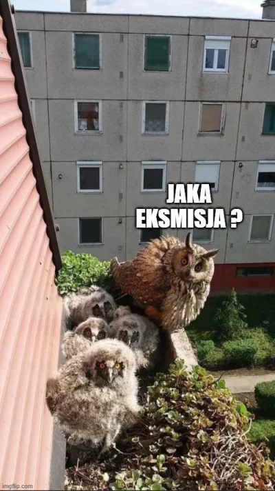 S.....n - #sowy #heheszki #humorobrazkowy