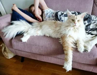 obludnik-rozi - Chad wsród kotów
jaka ta rasa jest zajebista乁(♥ ʖ̯♥)ㄏ
#mainecoon #k...