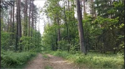 KONONOWlCZ - "na drogach leśnych nie muszą być ustawione szlabany i znaki zakazujące ...