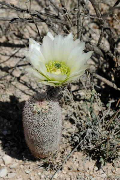 Lukardio - https://www.echinocereus.de/echinocereus-dasyacanthus-usa-texas-pecos-co-7...