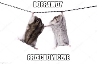 azylboners - #humorobrazkowy #zwierzaczki #zwierzeta #smiesznypiesek #memy