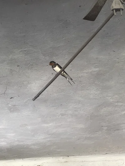 Pawcio_Racoon - Kto pomoże, co to za ptak ? Budują u mnie gniazdo w garażu.