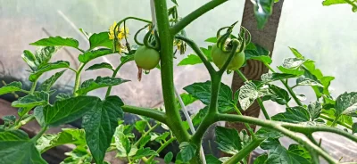 shael - Pierwsze dwa pomidorki są już z nami ʕ•ᴥ•ʔ #ogrodnictwo #pomidory #warzywniak