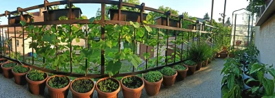 dziczku - #ogrod #balkon #ogrodnictwo #chili #chilihead

Praktycznie wszystkie moje r...
