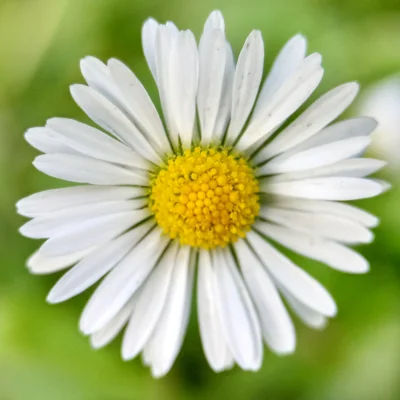 Chodtok - Kwiatuszek dla cb

#dailykwiatuszek #dailykwiatuszek2