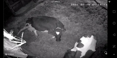 marcinkox3 - Eh, pierwsza w nocy, a ja oglądam na kamerze krowę szykującą się do poro...