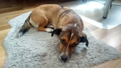 rzezol - #psy #pokazpsa 
Oto Brokat. Brokat ma 4 lata i został adoptowany w zeszłym r...