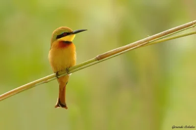 Lifelike - Żołna mała (Merops pusillus) 
Głos
Autor
#photoexplorer #fotografia #or...