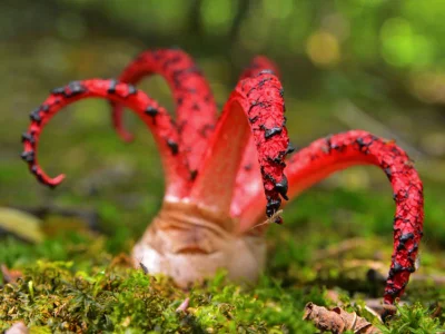 likk - @pesymistyk: Okratek australijski, kwiatowiec australijski (Clathrus archeri (...